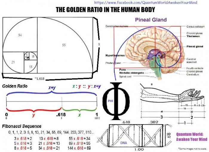 golden ratio tee