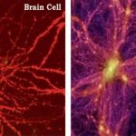 universe-grows-like-a-brain