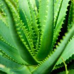 aloe-vera