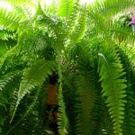 boston-fern