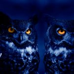 night-owls