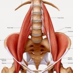 psoas (1)