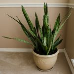 snake-plant