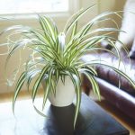 spider-plant-2