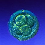 two-day-embryo