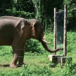 elephant-mirror-test-1