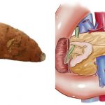 sweet-potato-pancreas3