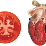 tomato-heart-health