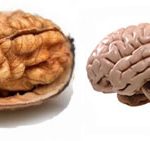 walnut-brain2