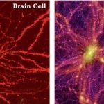 universe-grows-like-a-brain