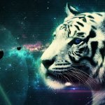 6894366-cool-white-tiger-wallpaper