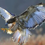 flying-birds-claws-hawks-birds-1920×1200-wallpaper_www.animalhi.com_61