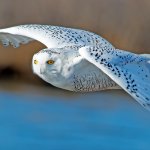 free-4k-hd-photo-of-white-owl-flying-bird-predator