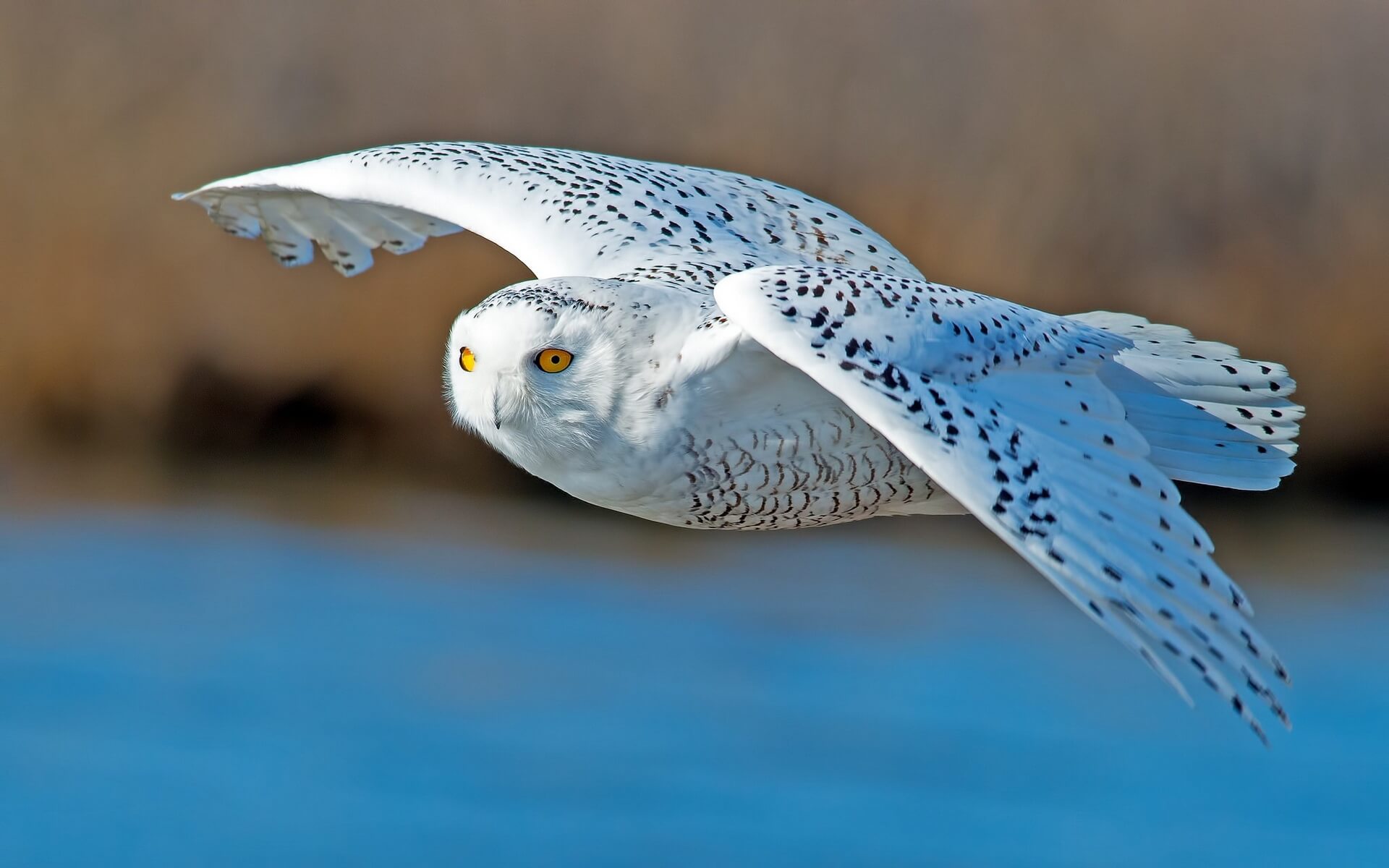 free-4k-hd-photo-of-white-owl-flying-bird-predator ⋆ Quantum World